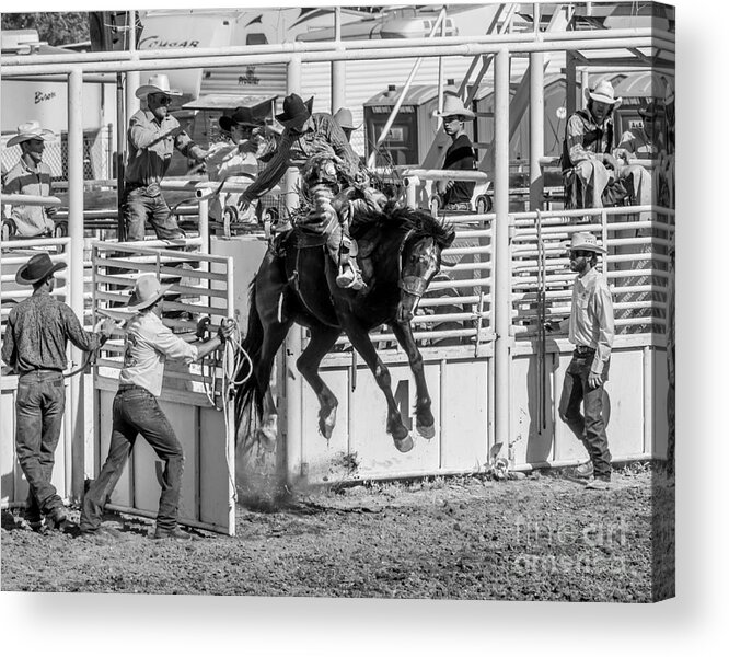 Rodeo Acrylic Print featuring the photograph Coming Out two by Daniel Ryan