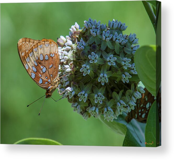 Nature Acrylic Print featuring the photograph Common Milkweed and Great Spangled Fritillary DSMF0261 by Gerry Gantt