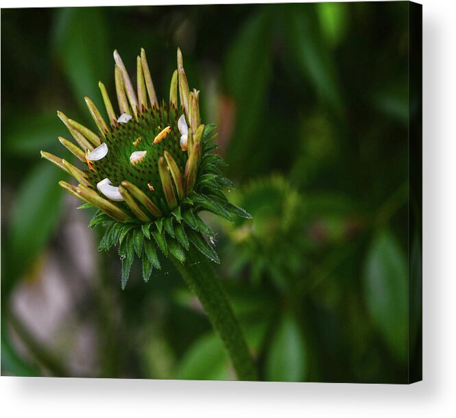 Purple Coneflower Acrylic Print featuring the photograph Coneflower Abstract by Tana Reiff
