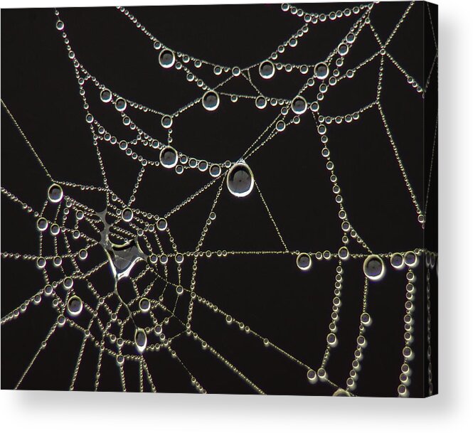 Spider Web Acrylic Print featuring the photograph Connect the Dots by Bill Pevlor