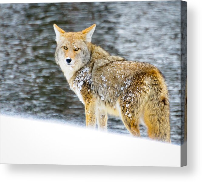 Coyote Acrylic Print featuring the photograph Coyote in Yellowstone by Roberta Kayne