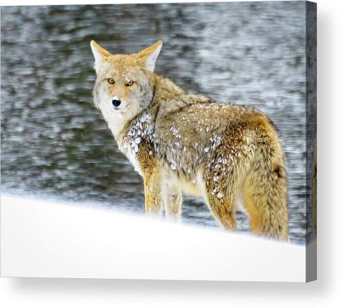 Coyote Acrylic Print featuring the photograph Coyote on Snow at Yellowstone by Roberta Kayne