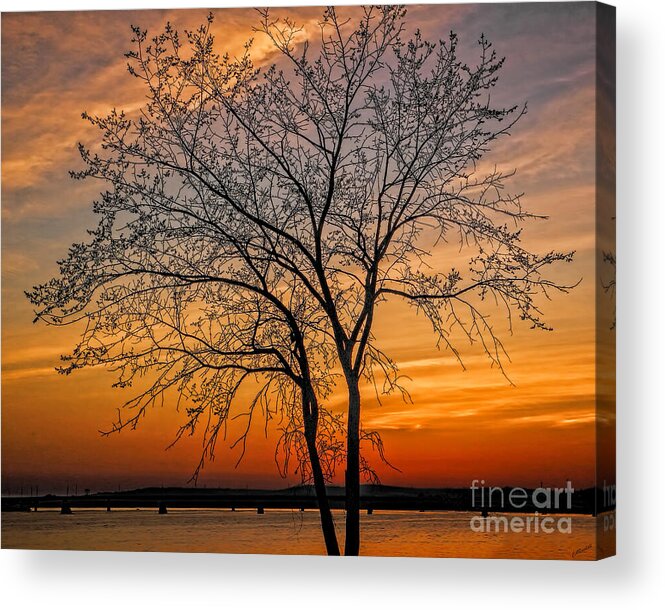 Tree Acrylic Print featuring the photograph Crimson Branches by Carol Randall