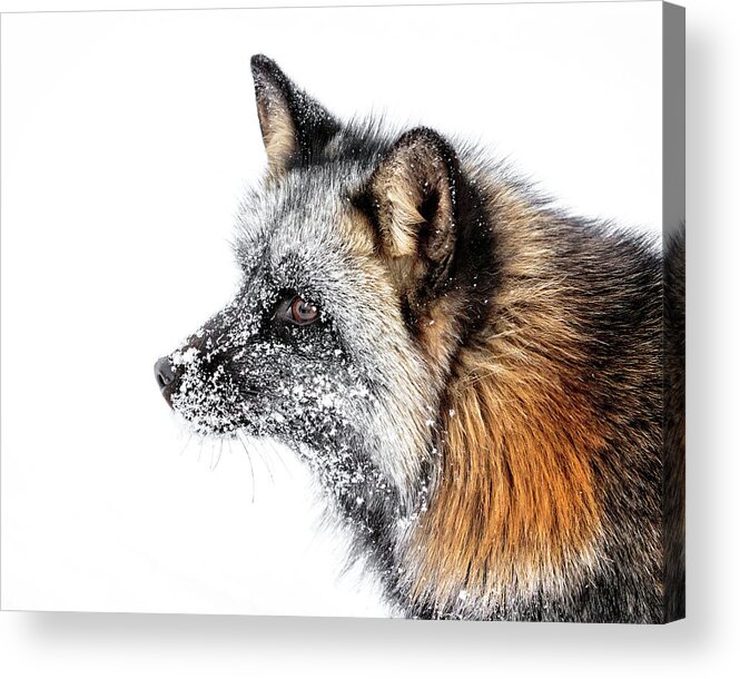 Cross Fox Portrait Acrylic Print featuring the photograph Cross Fox Portrait by Wes and Dotty Weber