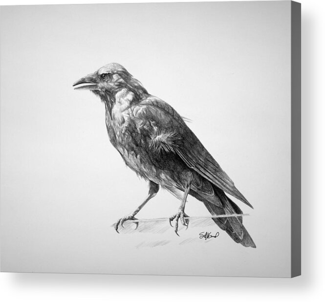 Crow Acrylic Print featuring the drawing Crow Drawing by Steve Goad