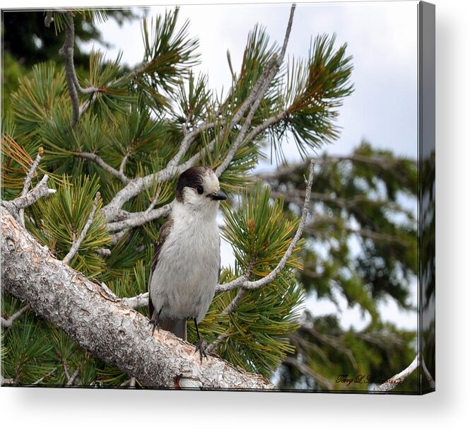 Bird Acrylic Print featuring the photograph Curious by Terry Anderson