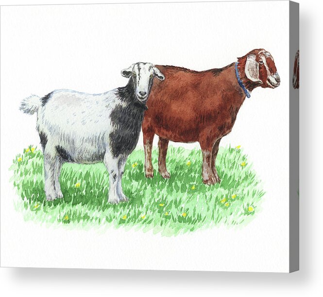 Goat Acrylic Print featuring the painting Cute And Curious Goats Watercolor by Irina Sztukowski