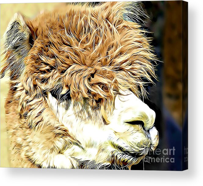 Soft And Shaggy Acrylic Print featuring the digital art Soft And Shaggy by Kathy M Krause