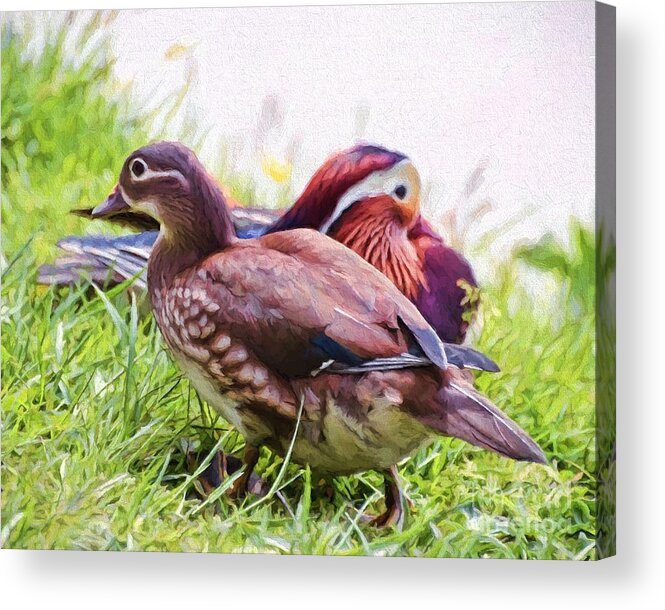Ducks Acrylic Print featuring the photograph Cute Couple - Mandarin Ducks by Kerri Farley