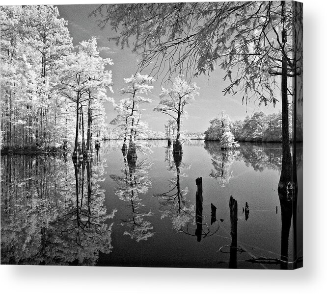 Cypress Acrylic Print featuring the photograph Cypress in Walkers Mill Pond by Bob Decker