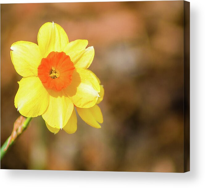 Narcissus Acrylic Print featuring the photograph Daffodil by Lynne Jenkins