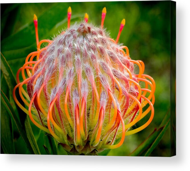 Flower Acrylic Print featuring the photograph Dance of the Hydra by Derek Dean