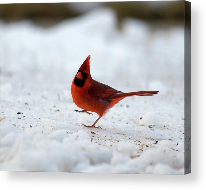 Birds Acrylic Print featuring the photograph DanceswithCardinals by Gregory Blank
