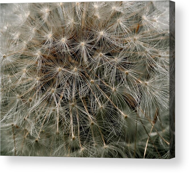 Flower Acrylic Print featuring the photograph Dandelion Head by William Selander