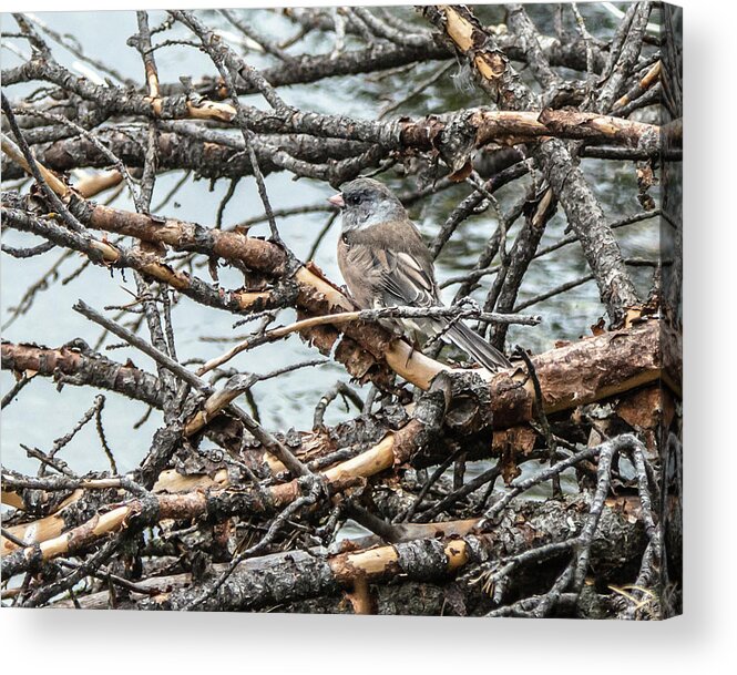 Bird Acrylic Print featuring the photograph Dark-Eyed Junco In Camo by Yeates Photography