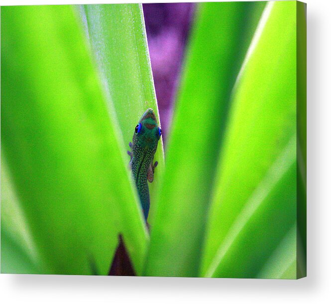 Gecko Acrylic Print featuring the photograph Day Gecko and Pineapple Plant by Jennifer Bright Burr