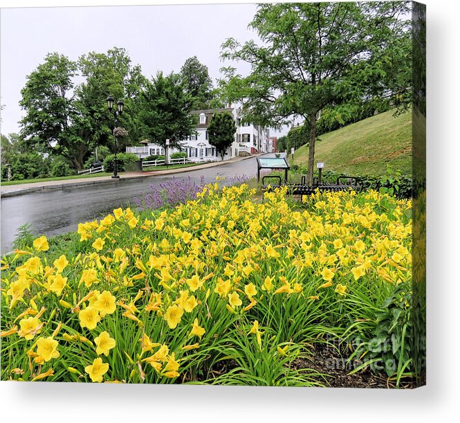 Janice Drew Acrylic Print featuring the photograph Day Lilies by Janice Drew