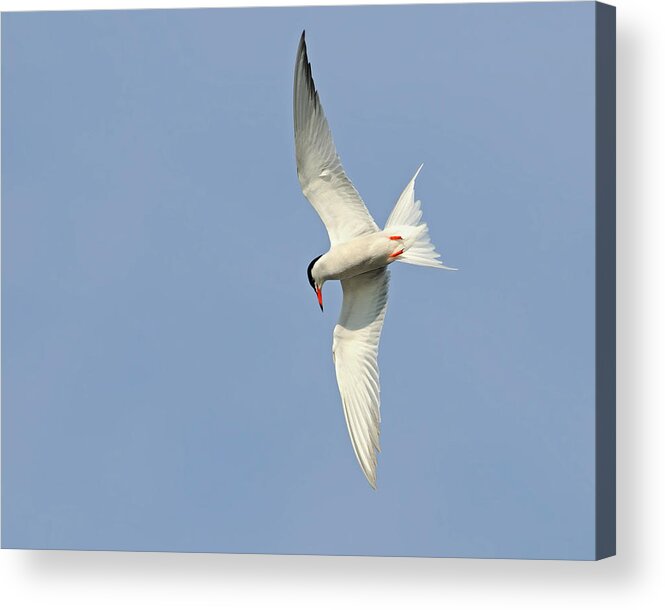 Common Tern Acrylic Print featuring the photograph Dive by Tony Beck