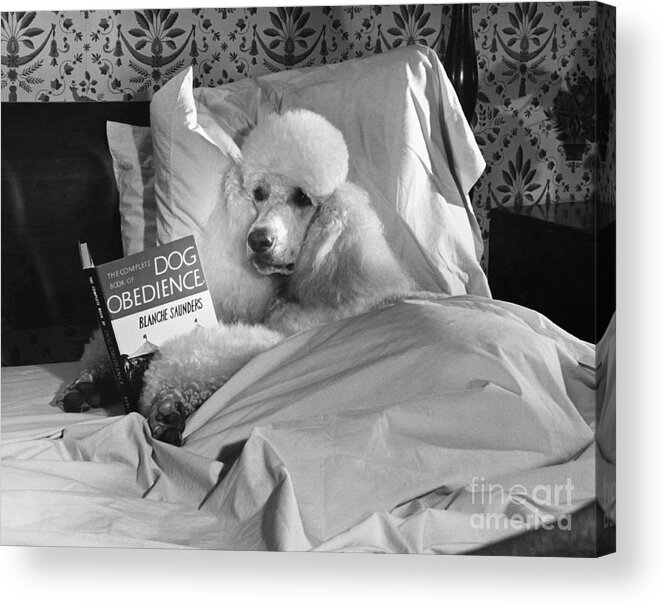 Animal Acrylic Print featuring the photograph Dog Reading in Bed by M E Browning and Photo Researchers