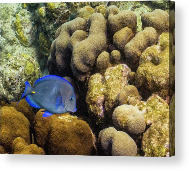 Ocean Acrylic Print featuring the photograph Dori's Cousin by Lynne Browne