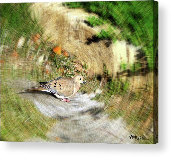 Dove Acrylic Print featuring the photograph Dove #9225_2 by Barbara Tristan