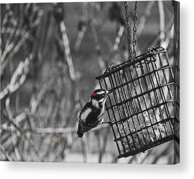 Downy Woodpecker Acrylic Print featuring the photograph Downy Woodpecker on Suet cage by Judy Wanamaker
