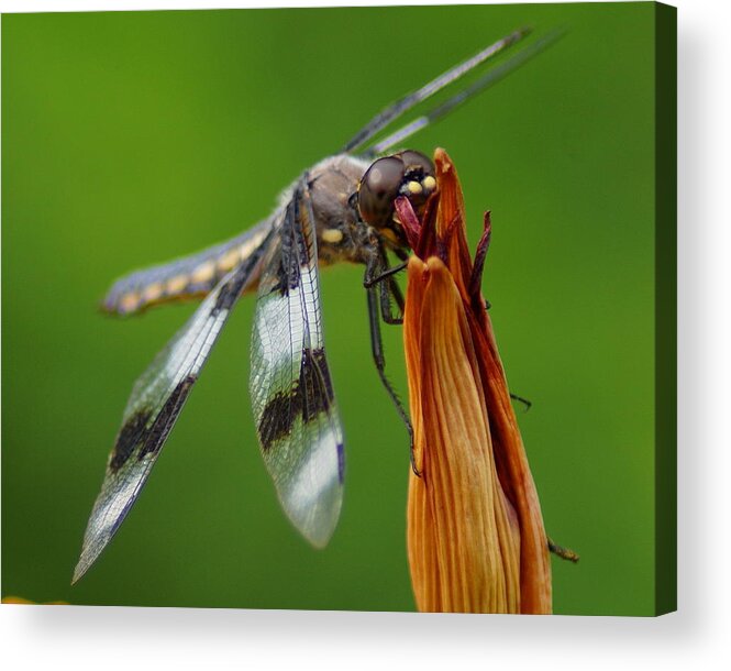 Dragonfly Acrylic Print featuring the photograph Dragonfly Portrait 2 by Ben Upham III