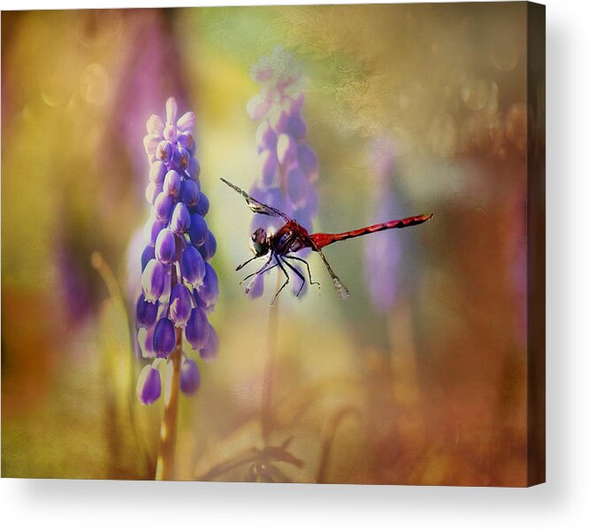 Dragonfly Photo Acrylic Print featuring the photograph Dragonfly thru the Hyacinths Print by Gwen Gibson