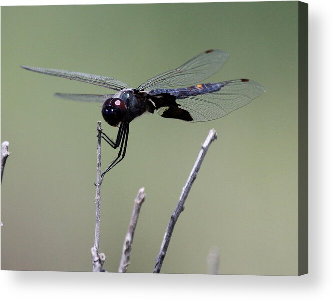Dragonfly Acrylic Print featuring the photograph Dragons Lair by Trent Mallett