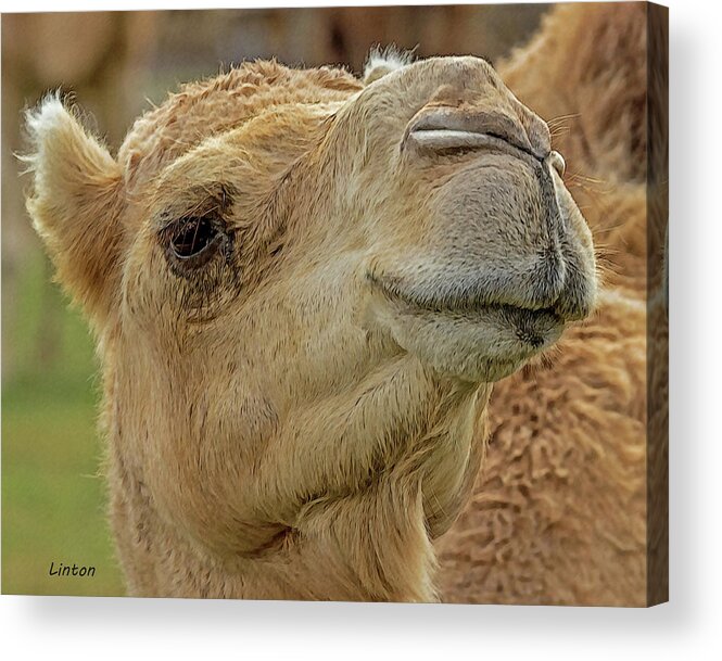 Dromedary Camel Acrylic Print featuring the digital art Dromedary or Arabian Camel by Larry Linton