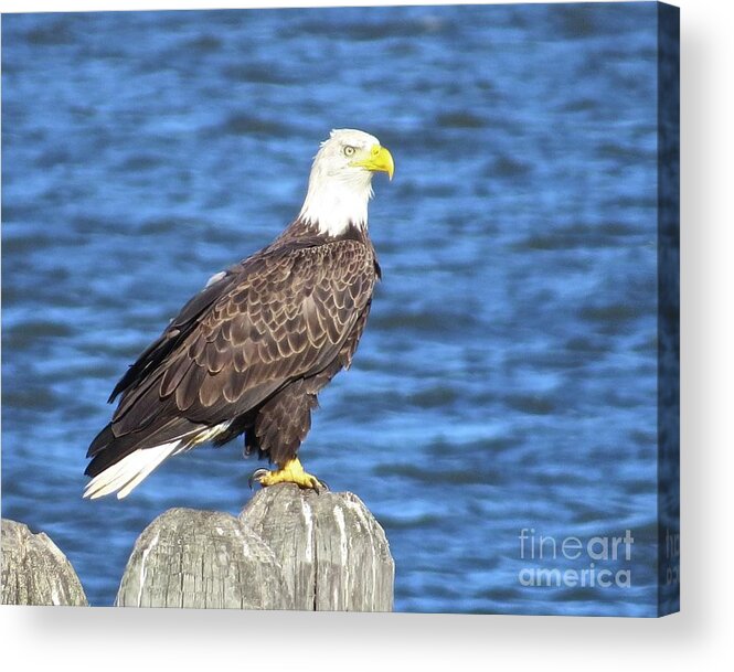 Eagle Acrylic Print featuring the photograph Eagle at East Point by Nancy Patterson