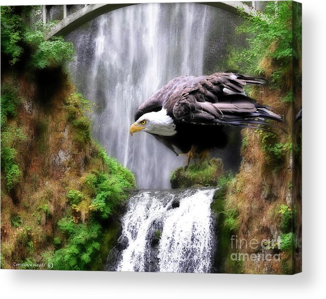 Eagle Acrylic Print featuring the painting Eagle by the Waterfall by Constance Woods