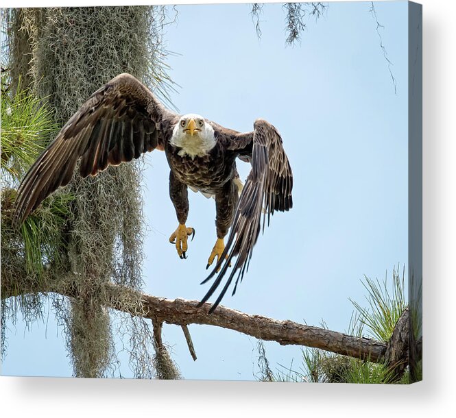 Bald Acrylic Print featuring the photograph Eagle coming Your Way by Joe Myeress