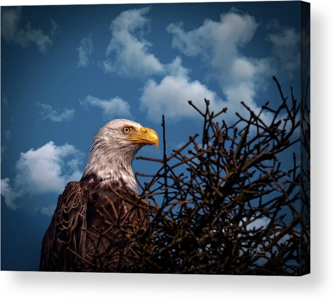 Eagle Acrylic Print featuring the photograph Eagle Portrait by Bill Posner