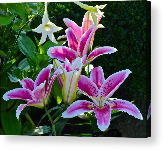 Lilies Acrylic Print featuring the photograph Early August Lilies 2 by Janis Senungetuk