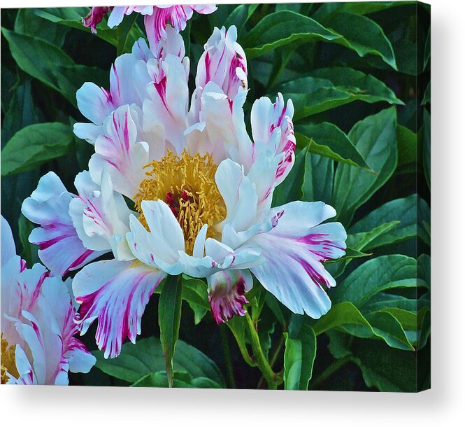 Peonies Acrylic Print featuring the photograph Early June Peonies by Janis Senungetuk