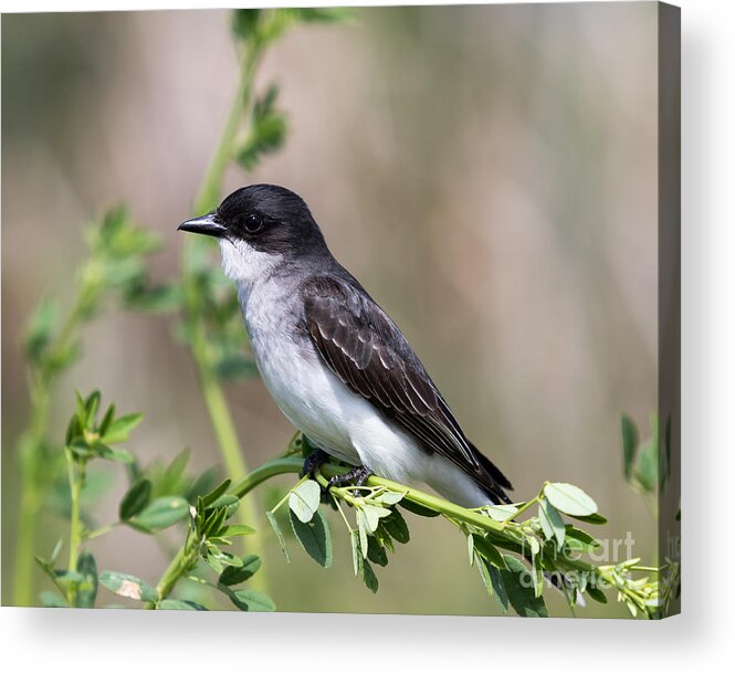 Art Acrylic Print featuring the photograph Eastern Kingbird by Phil Spitze