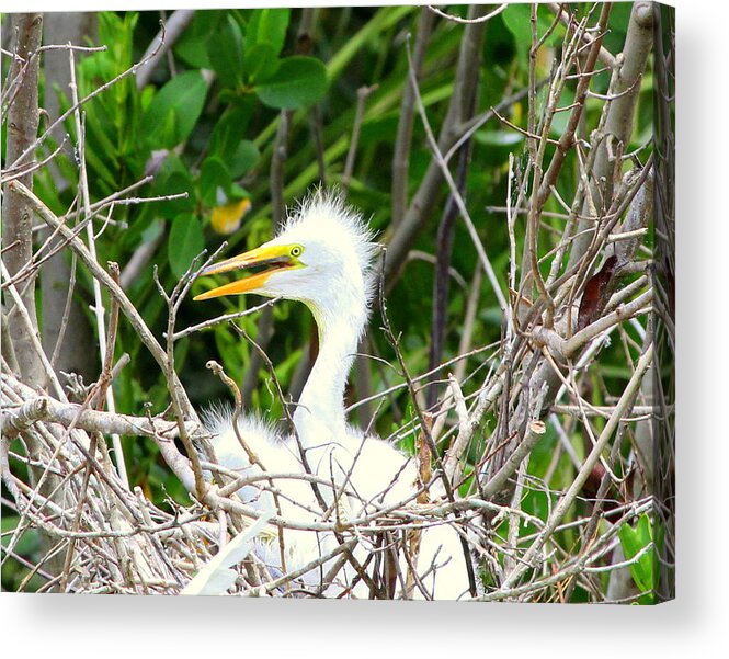 Paradise Acrylic Print featuring the photograph Egret Chick in the Nest by Sean Allen