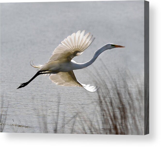  Acrylic Print featuring the photograph Egret in Flight by Ann Bridges