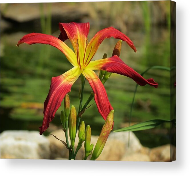 Daylily Acrylic Print featuring the photograph El Glorioso by the Pond by MTBobbins Photography