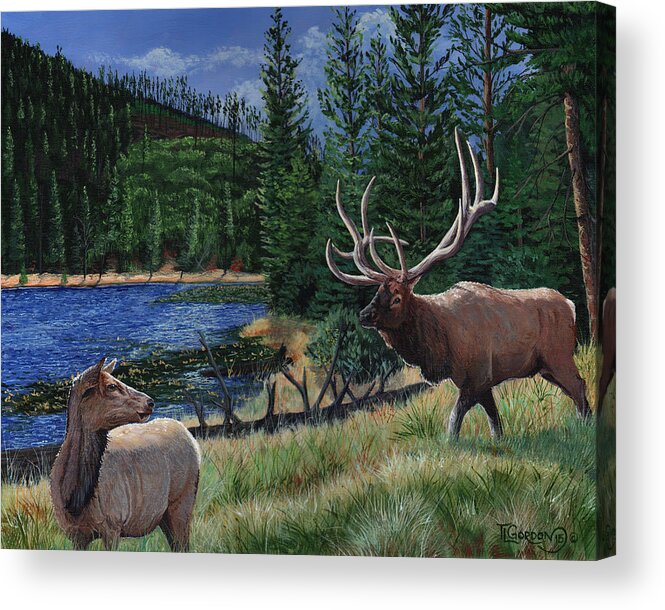 Tim Gordon Acrylic Print featuring the painting Elk at Beaver Lake Yellowstone by Timithy L Gordon