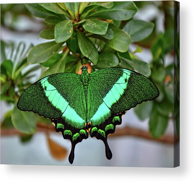 Emerald Swallowtail Butterfly Acrylic Print featuring the photograph Emerald Swallowtail Butterfly by Ronda Ryan