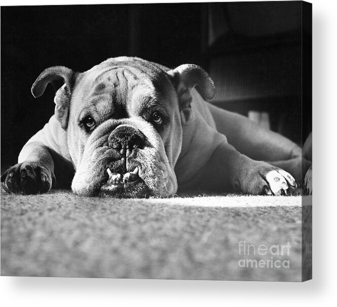 Animal Acrylic Print featuring the photograph English Bulldog by M E Browning and Photo Researchers