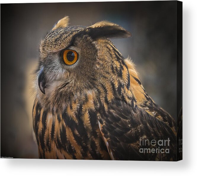 Eurasian Eagle Owl Acrylic Print featuring the photograph Eurasian Eagle Owl Portrait 2 by Mitch Shindelbower