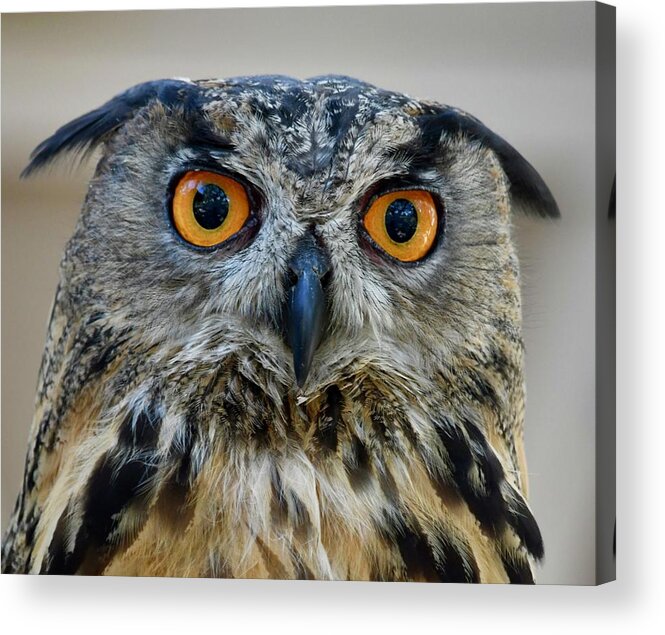Eagle Owl Acrylic Print featuring the photograph Eurasian Eagle Owl by Richard Bryce and Family