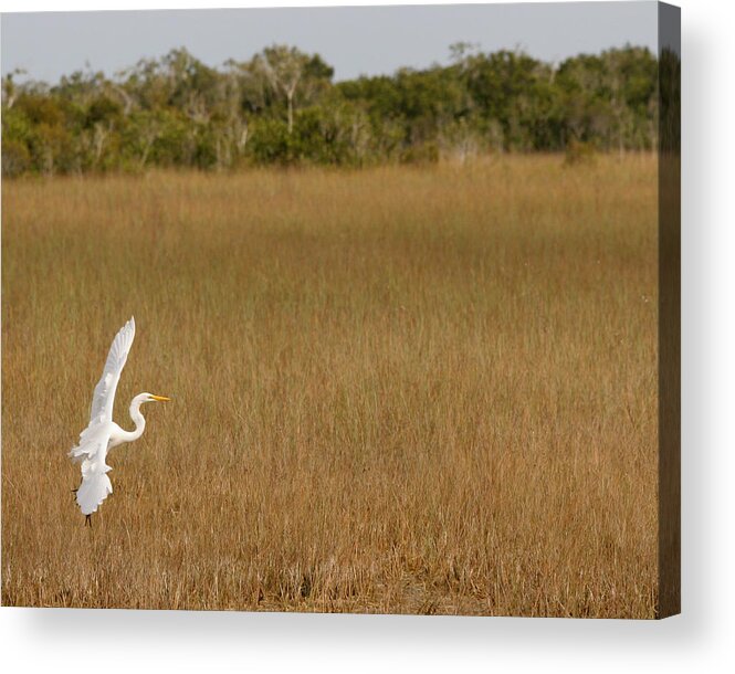 Everglades National Park Acrylic Print featuring the photograph Everglades 429 by Michael Fryd
