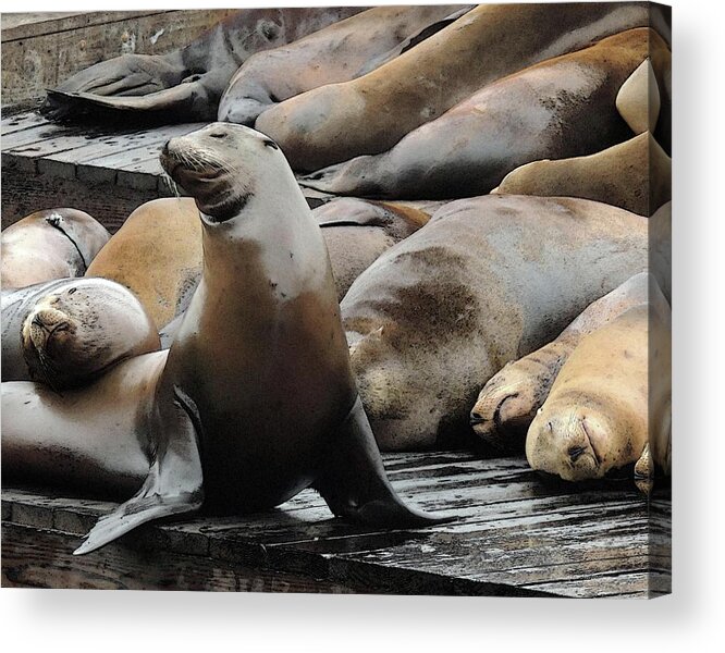Wildlife Acrylic Print featuring the photograph Everybody Wake Up by Coke Mattingly