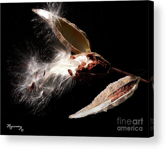 Nature Acrylic Print featuring the photograph Evolution, from full house to empty nest by Mariarosa Rockefeller