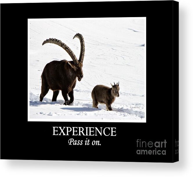 Ibex Acrylic Print featuring the photograph Experience by Heather King