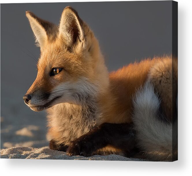 Red Fox Acrylic Print featuring the photograph Eye of the Fox by Bill Wakeley